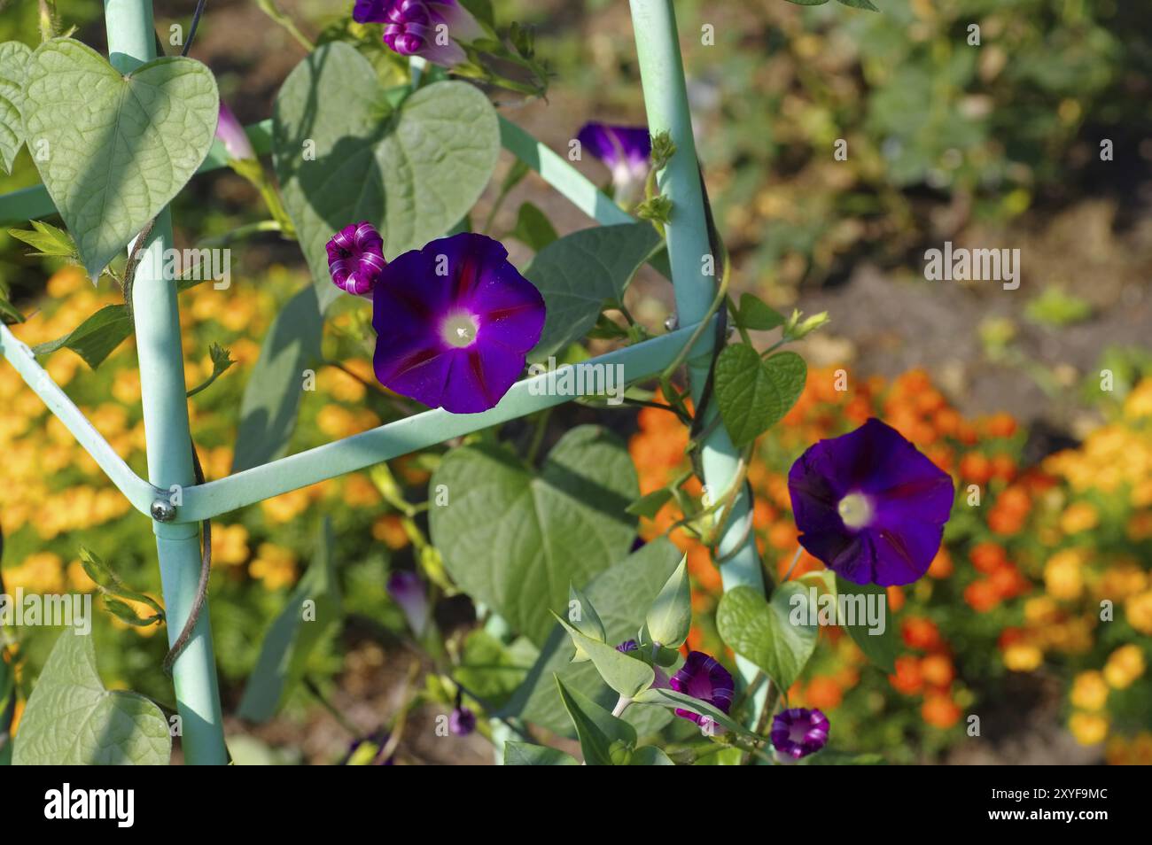 Ipomoea tricolor flower in garden, summer Stock Photo