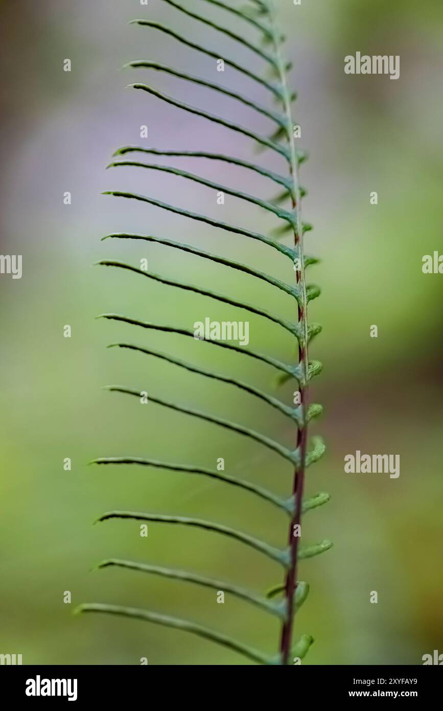 Deer Fern, Struthiopteris spicant, fertile frond at Staircase, Olympic ...