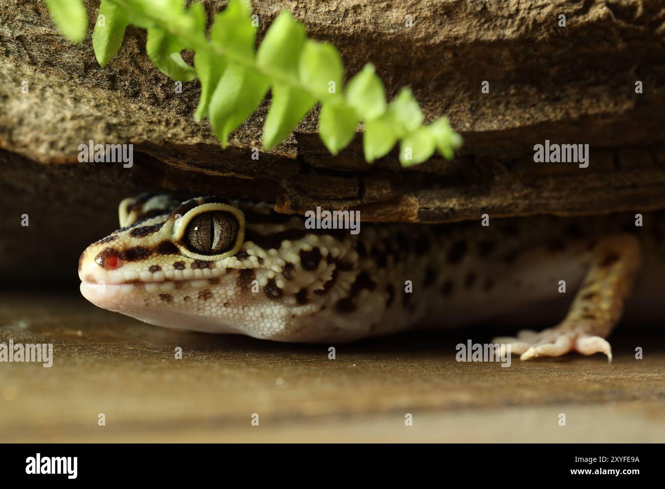 Crawling under tree hi-res stock photography and images - Alamy