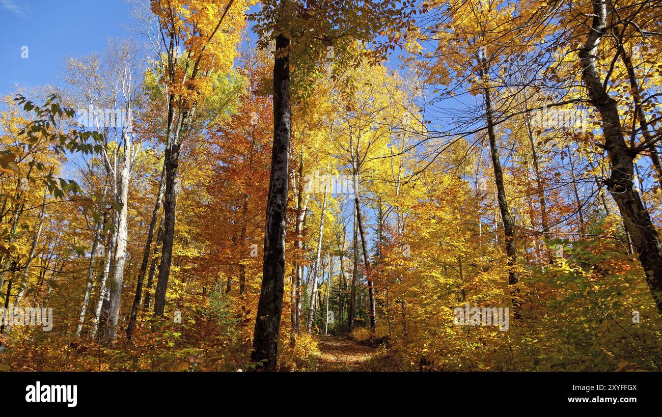 Autumnal birch forest panorama in Canada Stock Photo - Alamy
