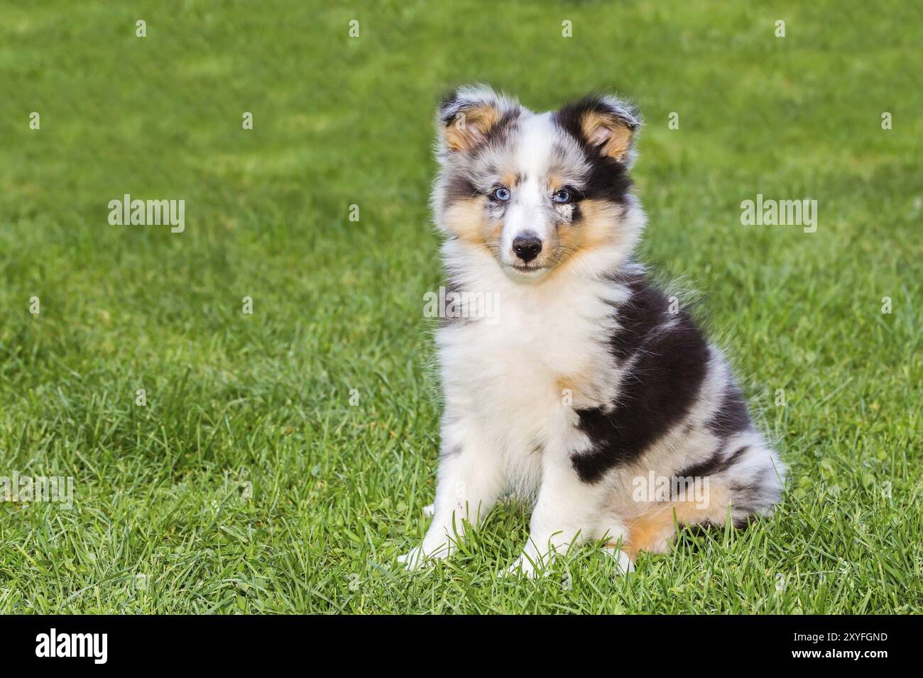 Portrait of one young sheltie puppy sitting on green grass Stock Photo ...