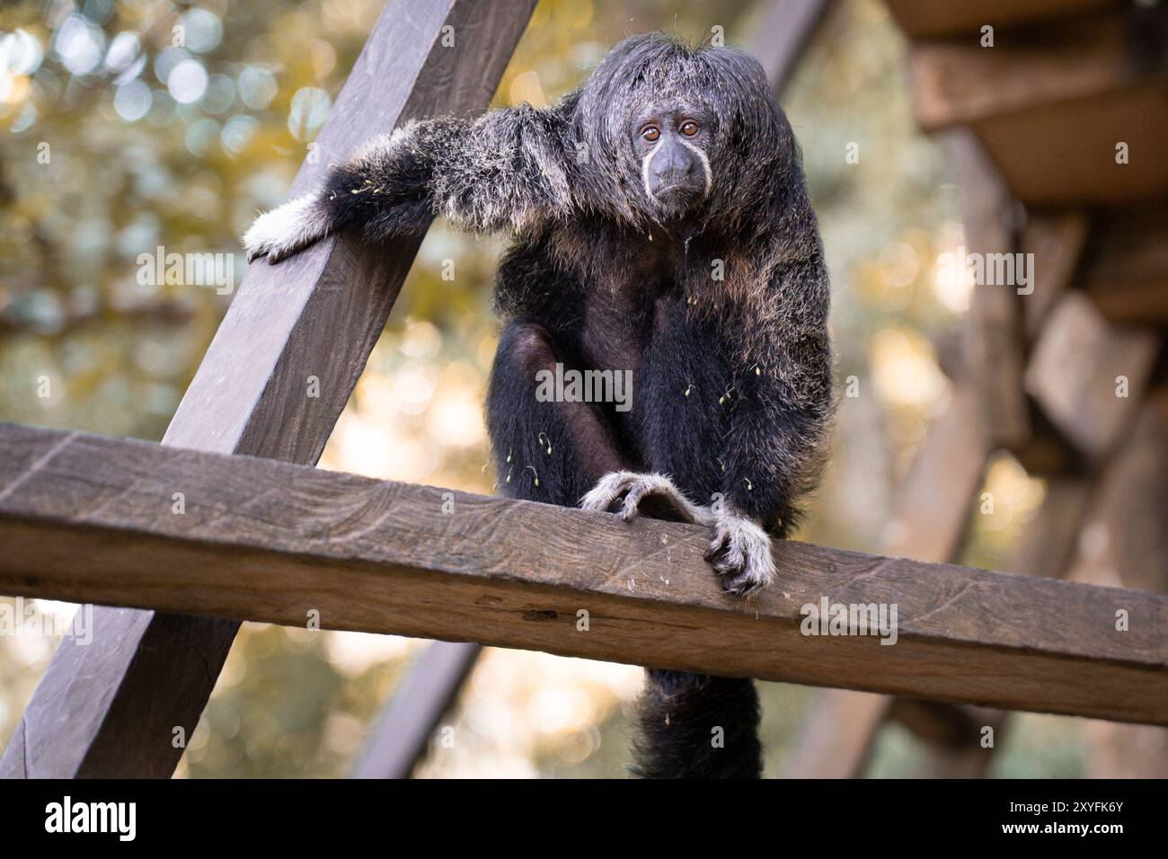 Monk Saki Monkey (Pithecia monachus) in Peruvian Amazon Stock Photo