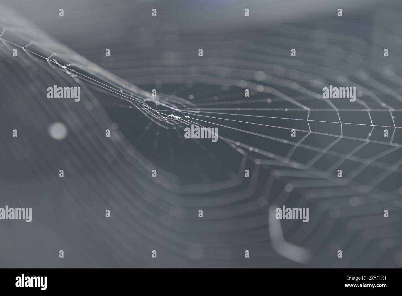 Intricate network delicate lines hi-res stock photography and images ...