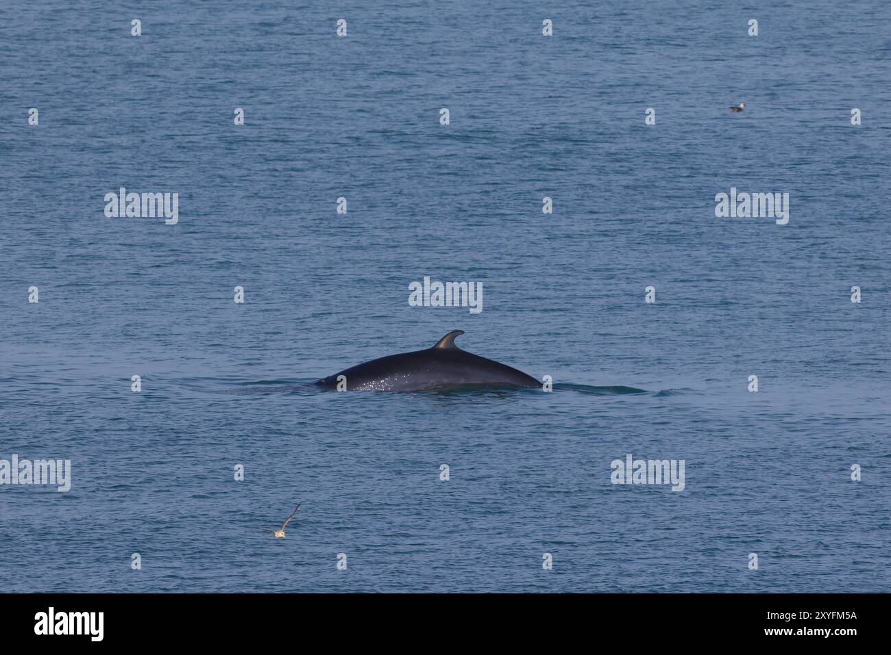 Minke whale great barrier reef hi-res stock photography and images - Alamy