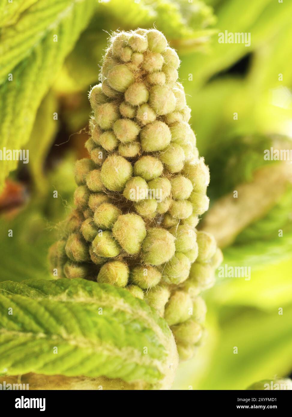 Chestnut, common horse-chestnut (Aesculus hippocastanum), young inflorescence, flower buds, fine hairs to protect the young shoots, macro photograph Stock Photo