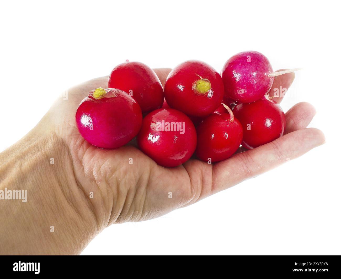 Radish in hand isolated on white Stock Photo