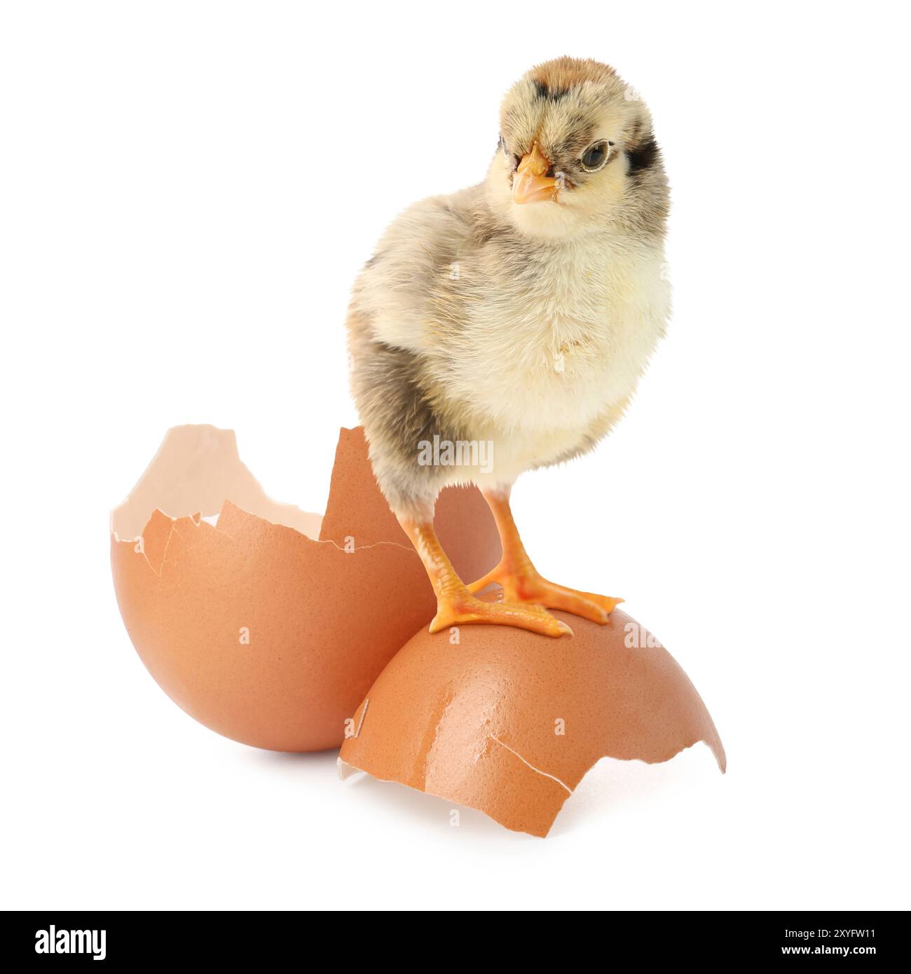 Cute fluffy chick hatched from egg on white background Stock Photo - Alamy