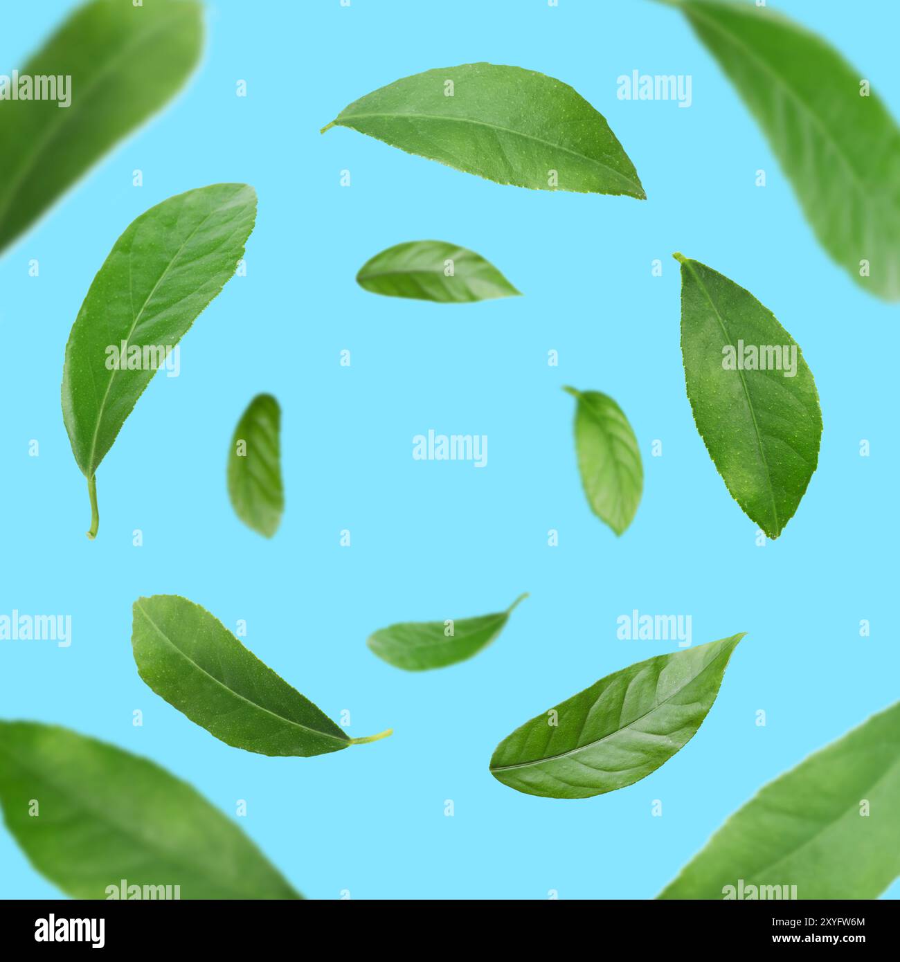 Green leaves whirling on light blue background, selective focus Stock Photo
