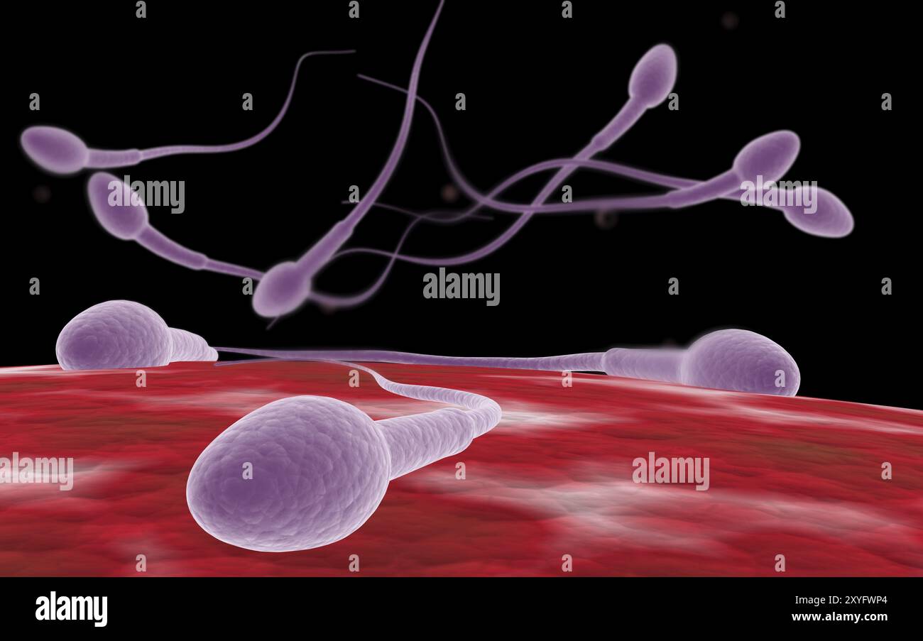Fertilization cell cut hi-res stock photography and images - Alamy