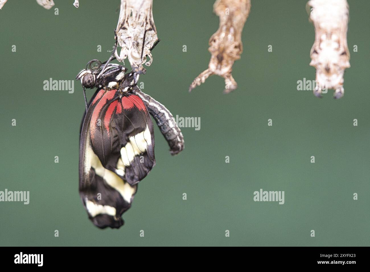 Butterfly hatching from its cocoon. A new insect life arises. great to watch Stock Photo