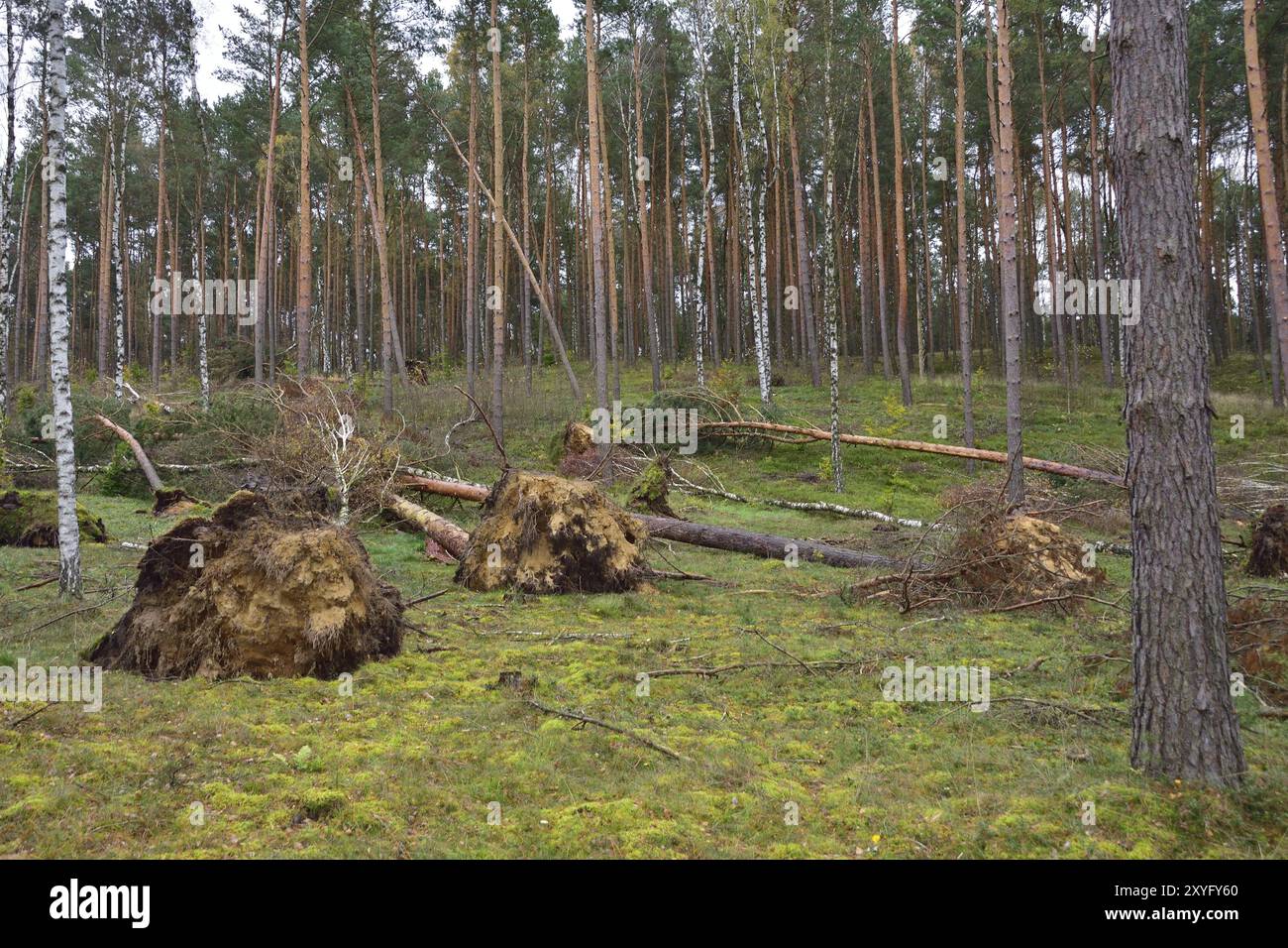 Storm Ravaged Forest After a heavy storm in the forest. After storm Xavier in Brandenburg ...