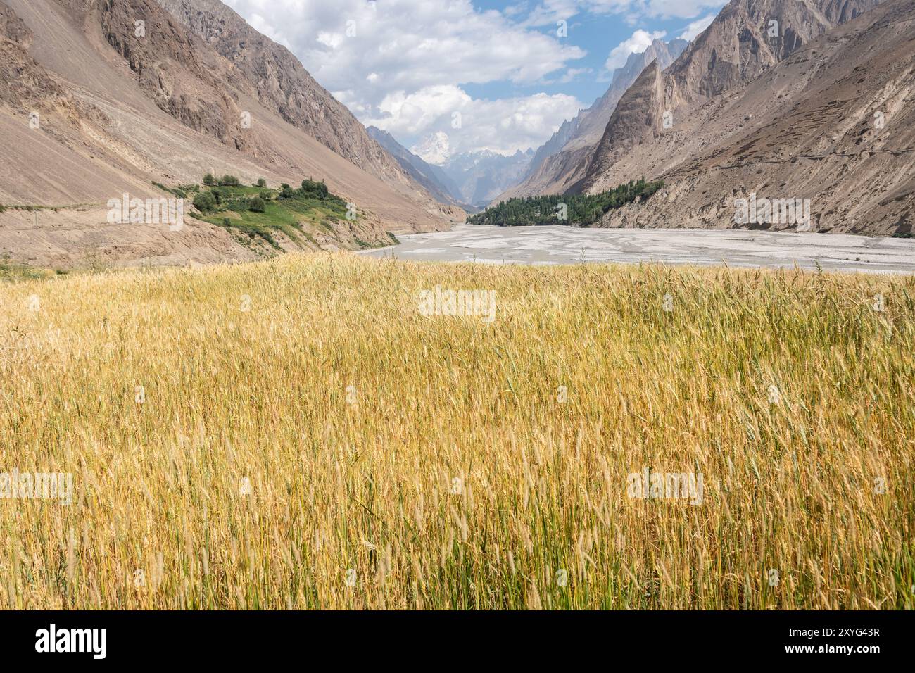 Cultivos de trigo hi-res stock photography and images - Alamy