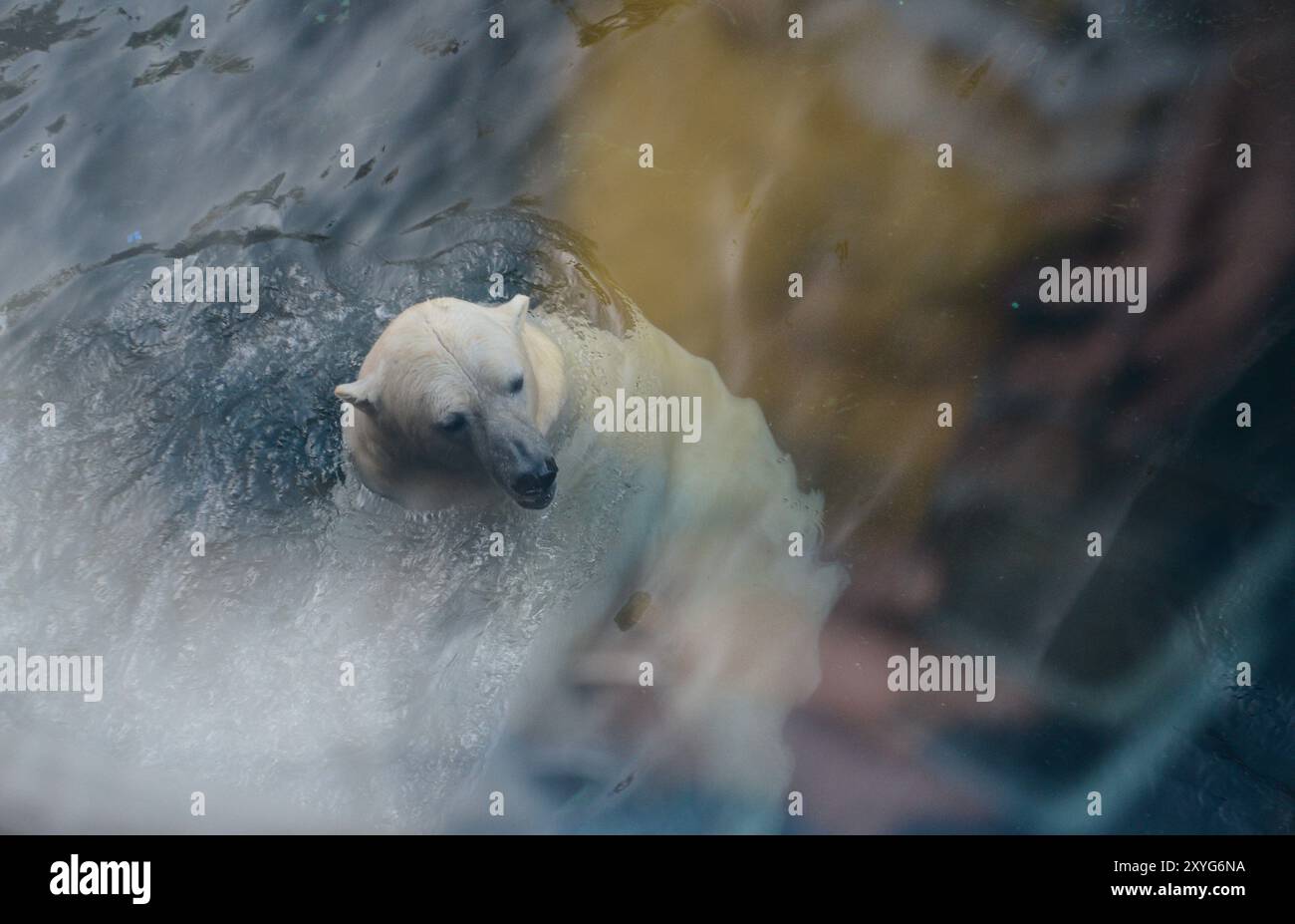Bear swimming in sea hi-res stock photography and images - Alamy