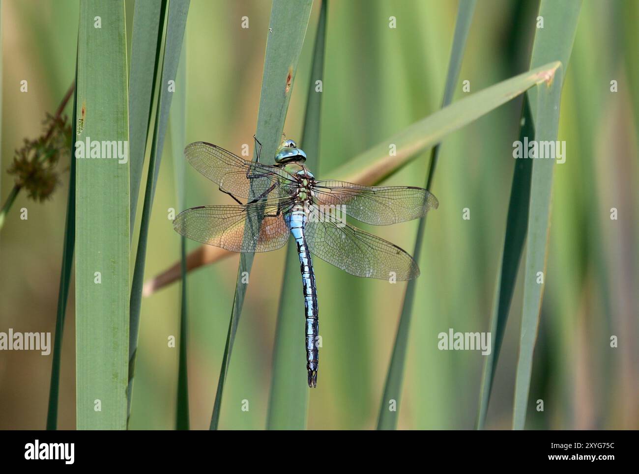 Emperor Dragonfly or Blue Emperor Dragonfly male - Anax imperator Stock Photo
