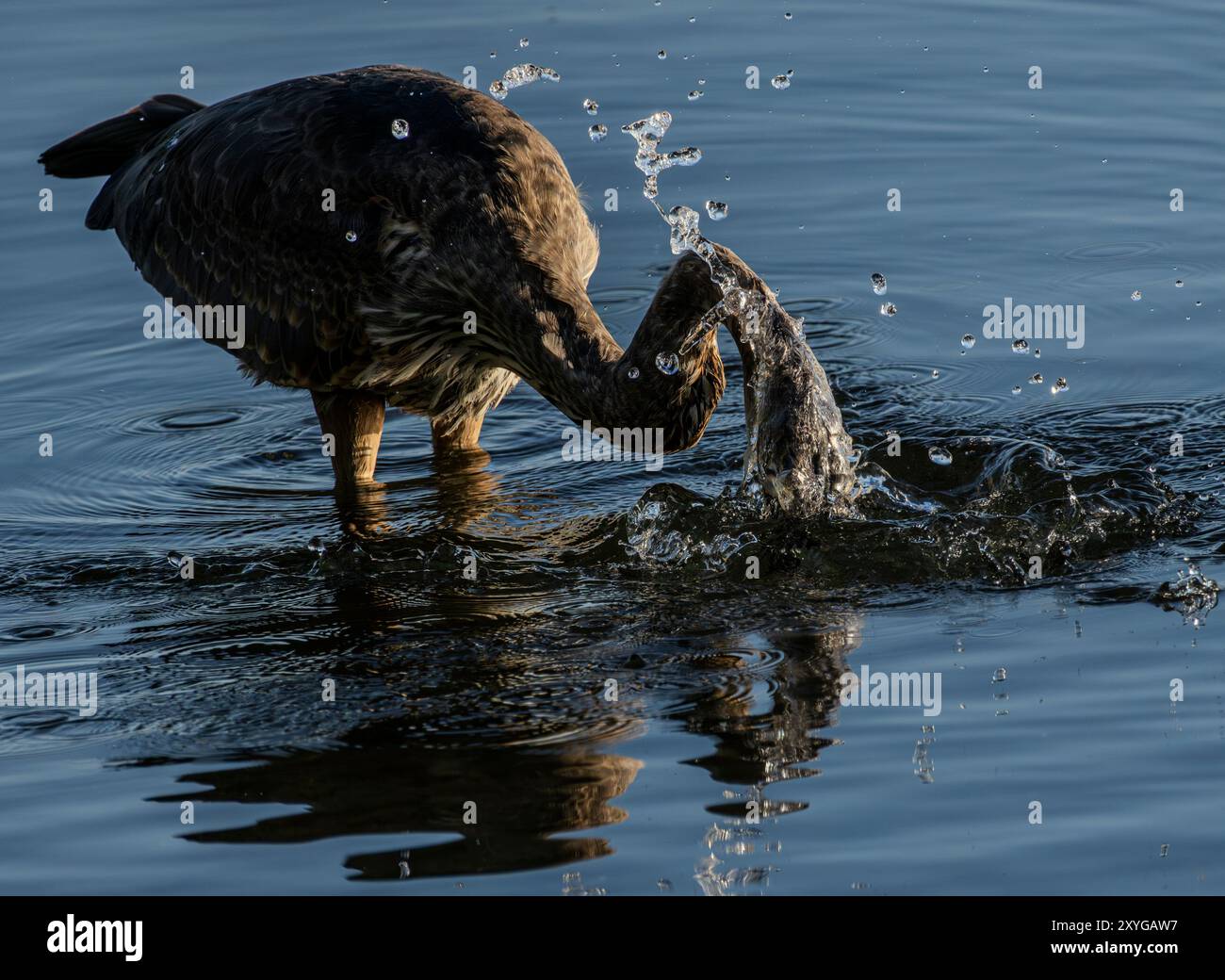 A great blue heron (Ardea herodias) fishing at Margaret Bay near Cormorant Point in Saanich, British Columbia, Canada. Stock Photo