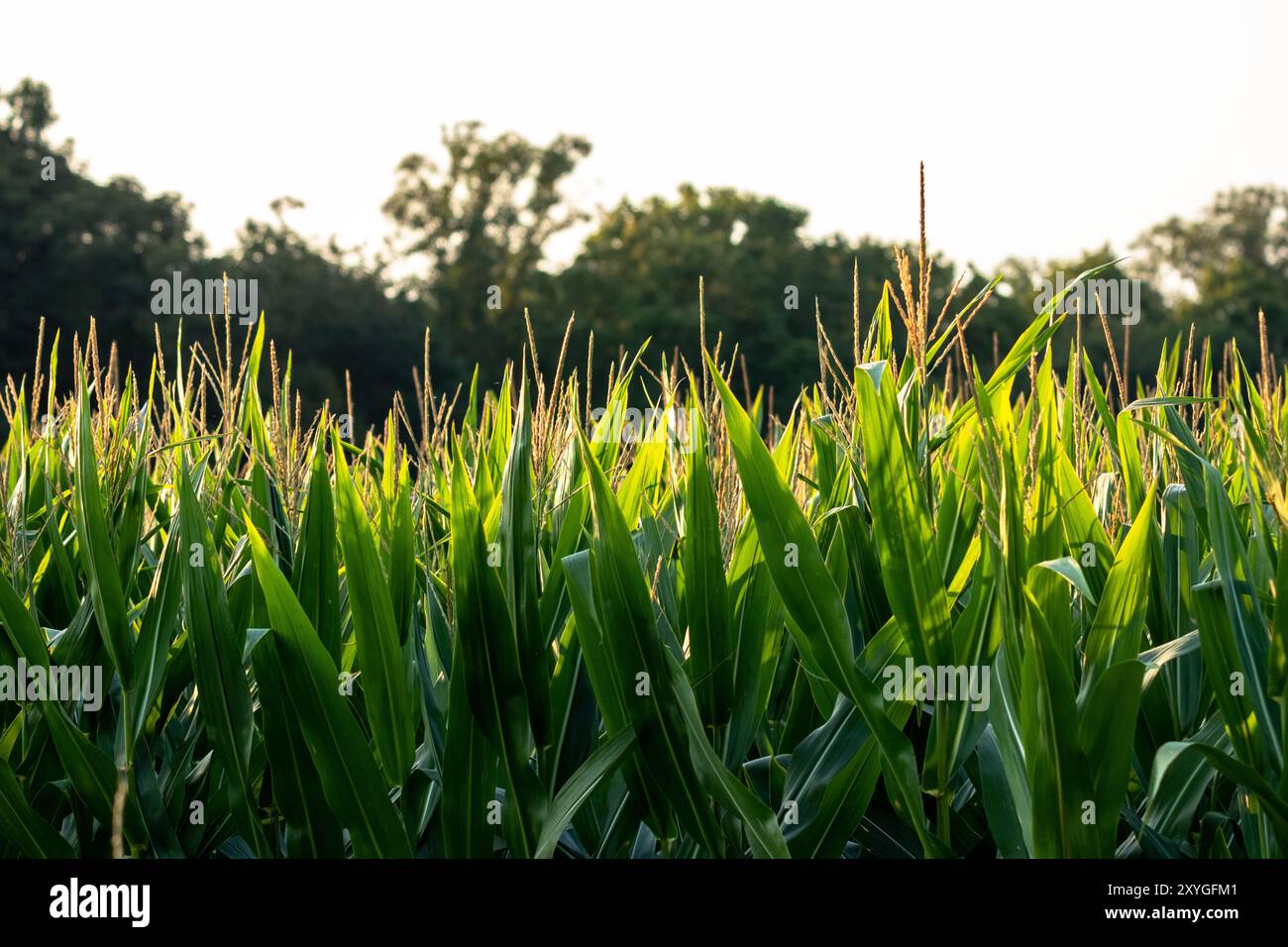 Healthy corn crops field hi-res stock photography and images - Alamy
