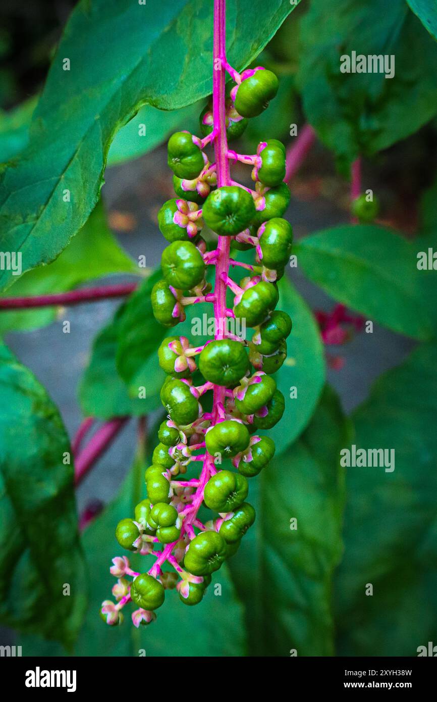 American Pokeweed Berries Stock Photo