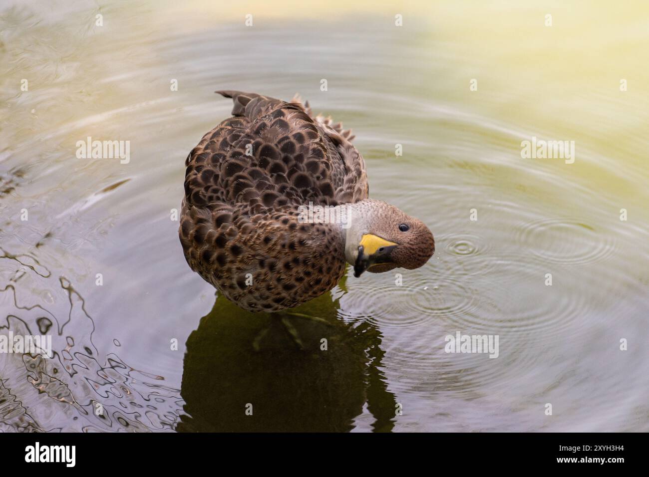 Photographs of typical birds of the central and southern zone of Chile Stock Photo