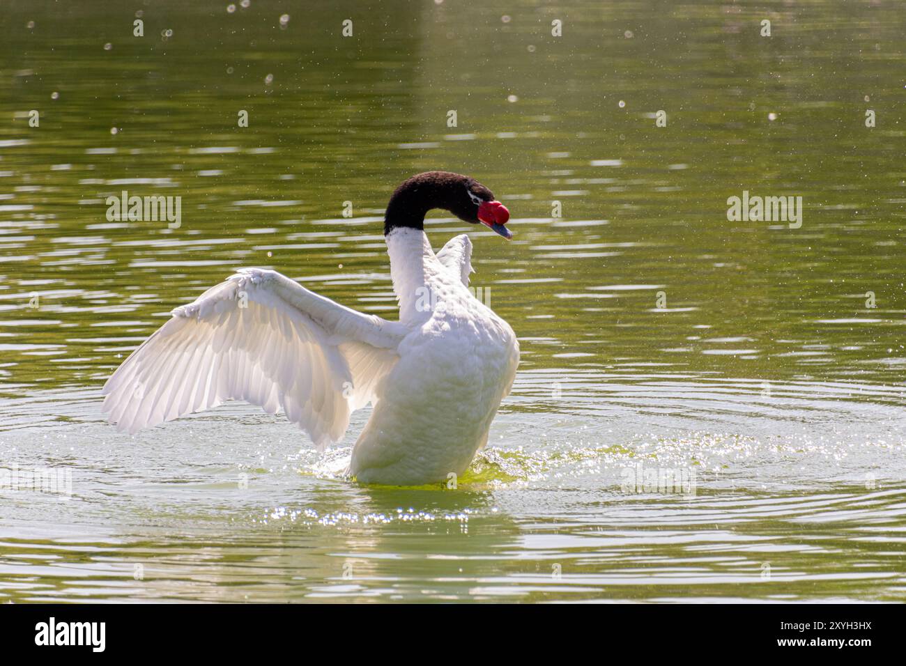 Photographs of typical birds of the central and southern zone of Chile Stock Photo