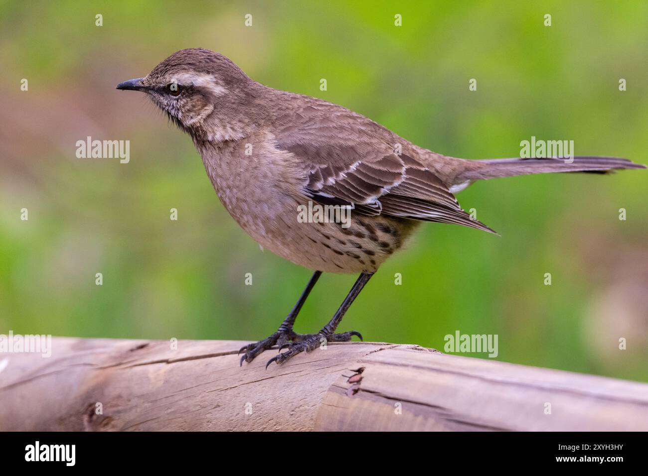 Photographs of typical birds of the central and southern zone of Chile Stock Photo