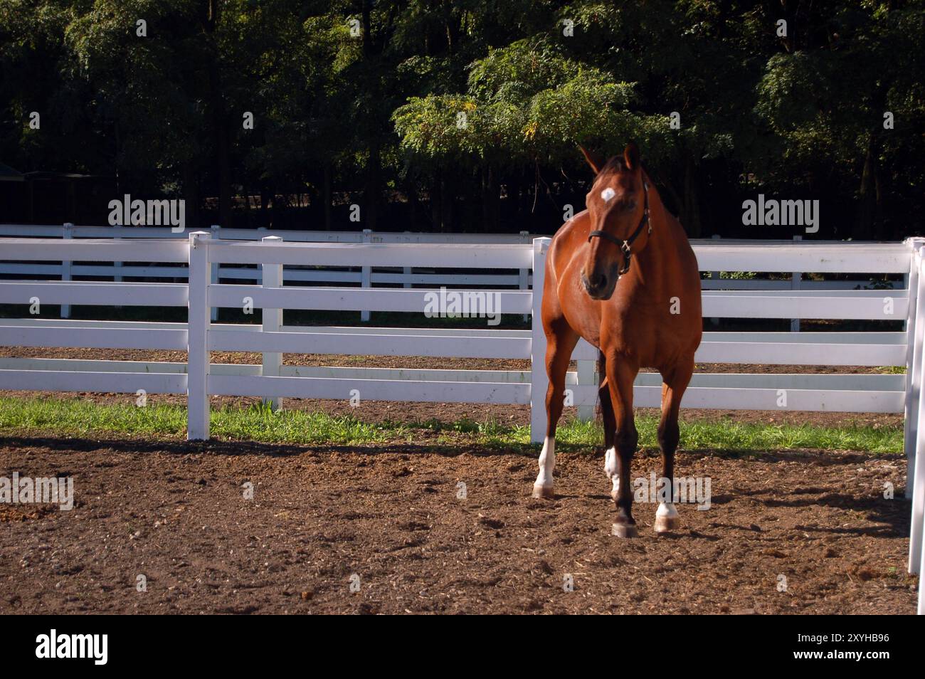 A horse wanders in his corral at a riding stable on a farm Stock Photo ...