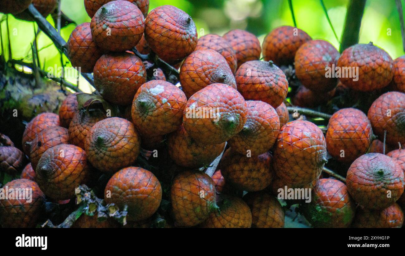Rotan Exture Texture rotan hi-res stock photography and images - Alamy