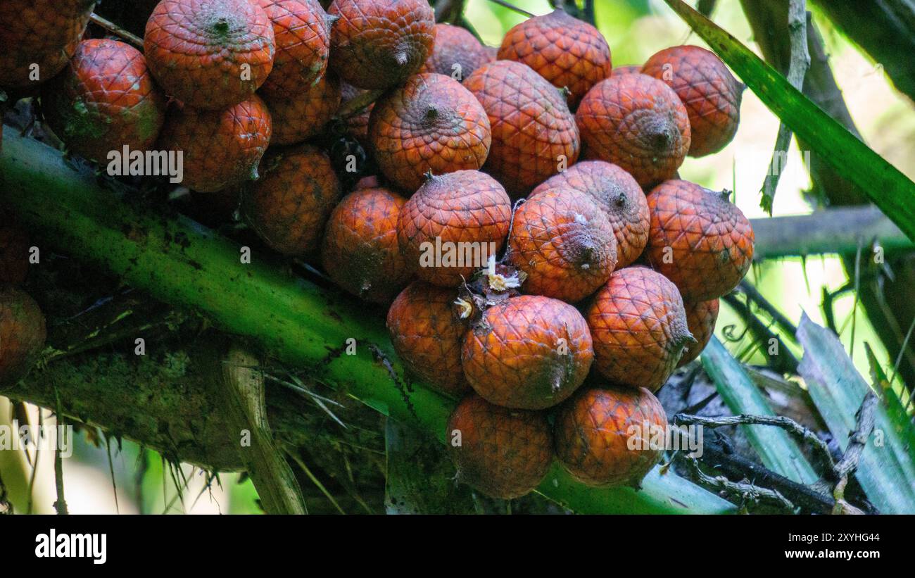 Rotan Exture Texture rotan hi-res stock photography and images - Alamy