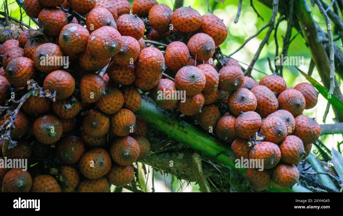 Rotan Exture Texture rotan hi-res stock photography and images - Alamy