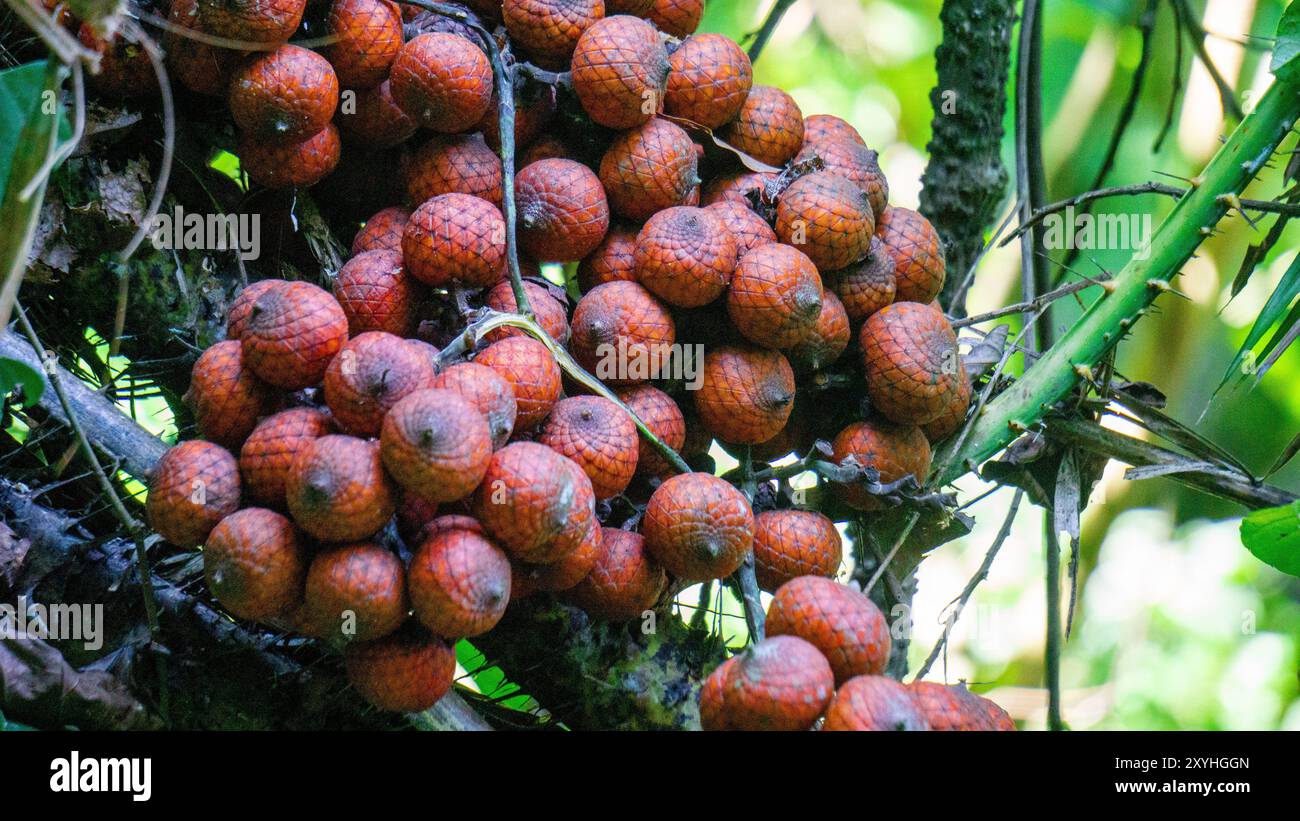 Star like core hi-res stock photography and images - Alamy