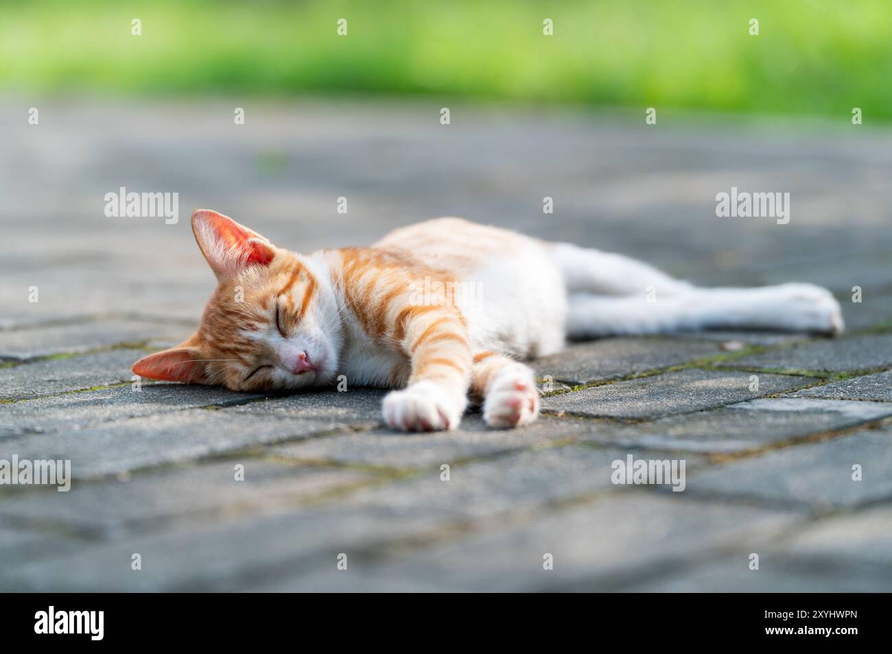 Outdoors, the kitten sleeps on the ground Stock Photo