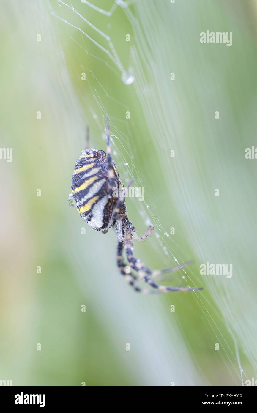 A wasp spider with dew drops, sits in its web and lurks for prey Stock ...