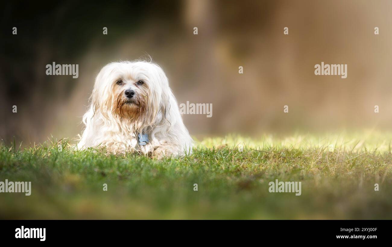 Small white Havanese lying in the meadow and looking into the camera Stock Photo