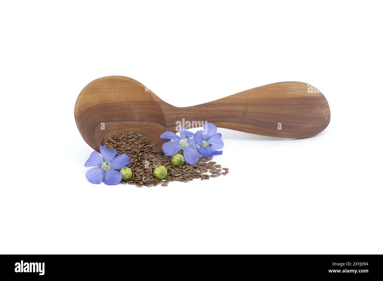 Wooden spoon filled with small brown flax seeds and a blue flax plant flowers alongside linseed fruit round capsules isolated on white background Stock Photo