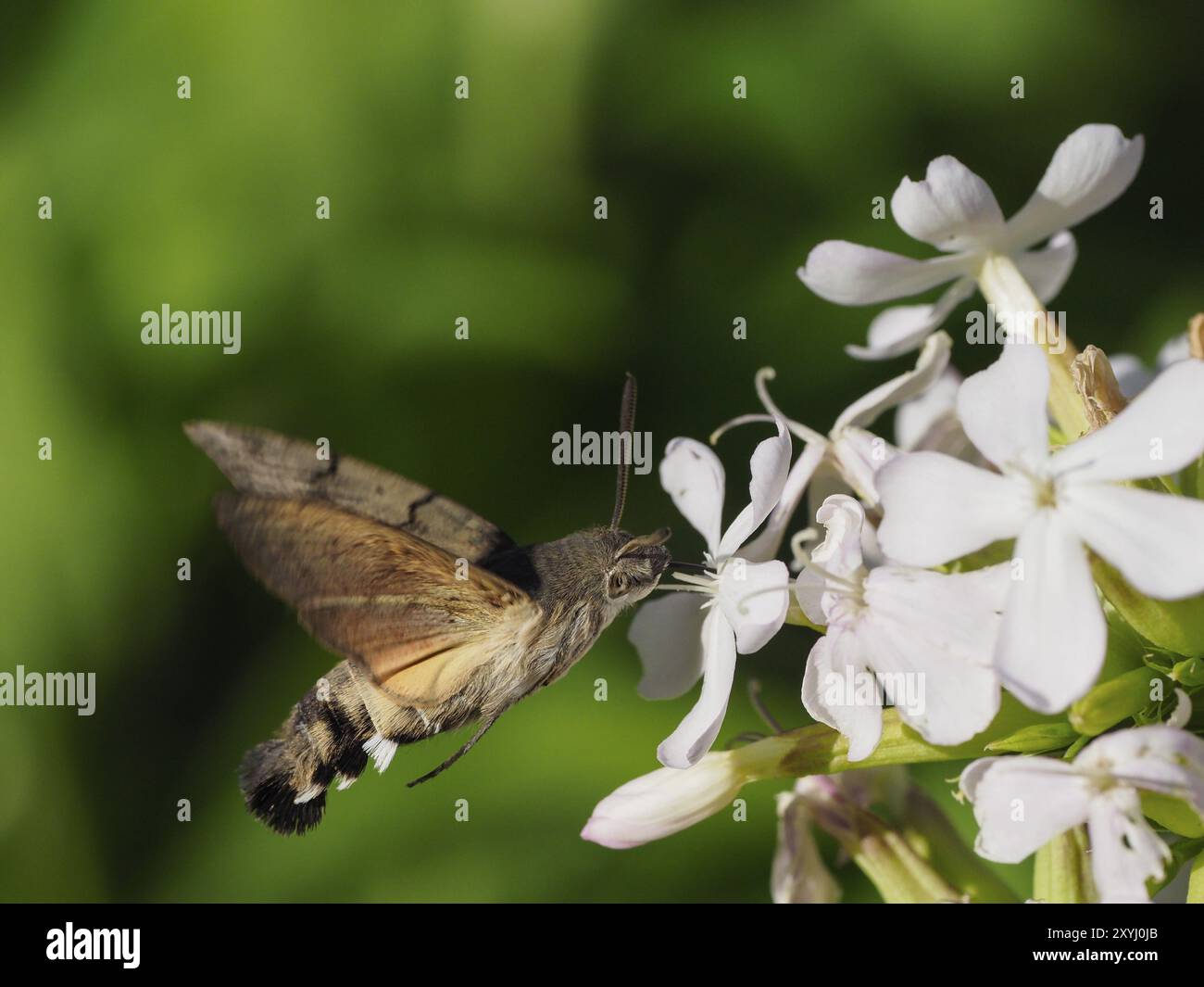 A dove tail drinks nectar from a flower Stock Photo