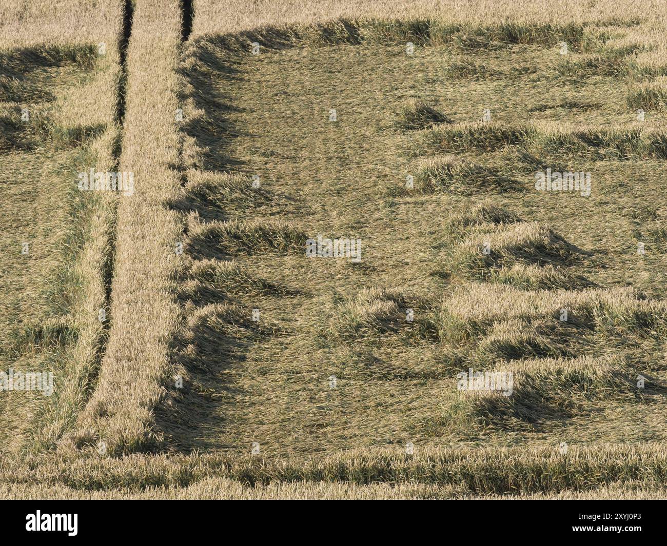 Wheat field after a storm Stock Photo - Alamy