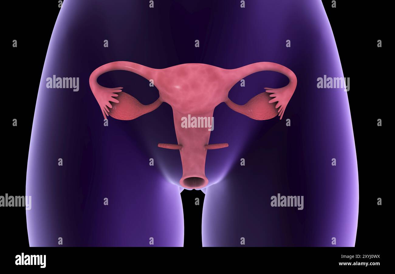 Female reproductive organ, x-ray view Stock Photo