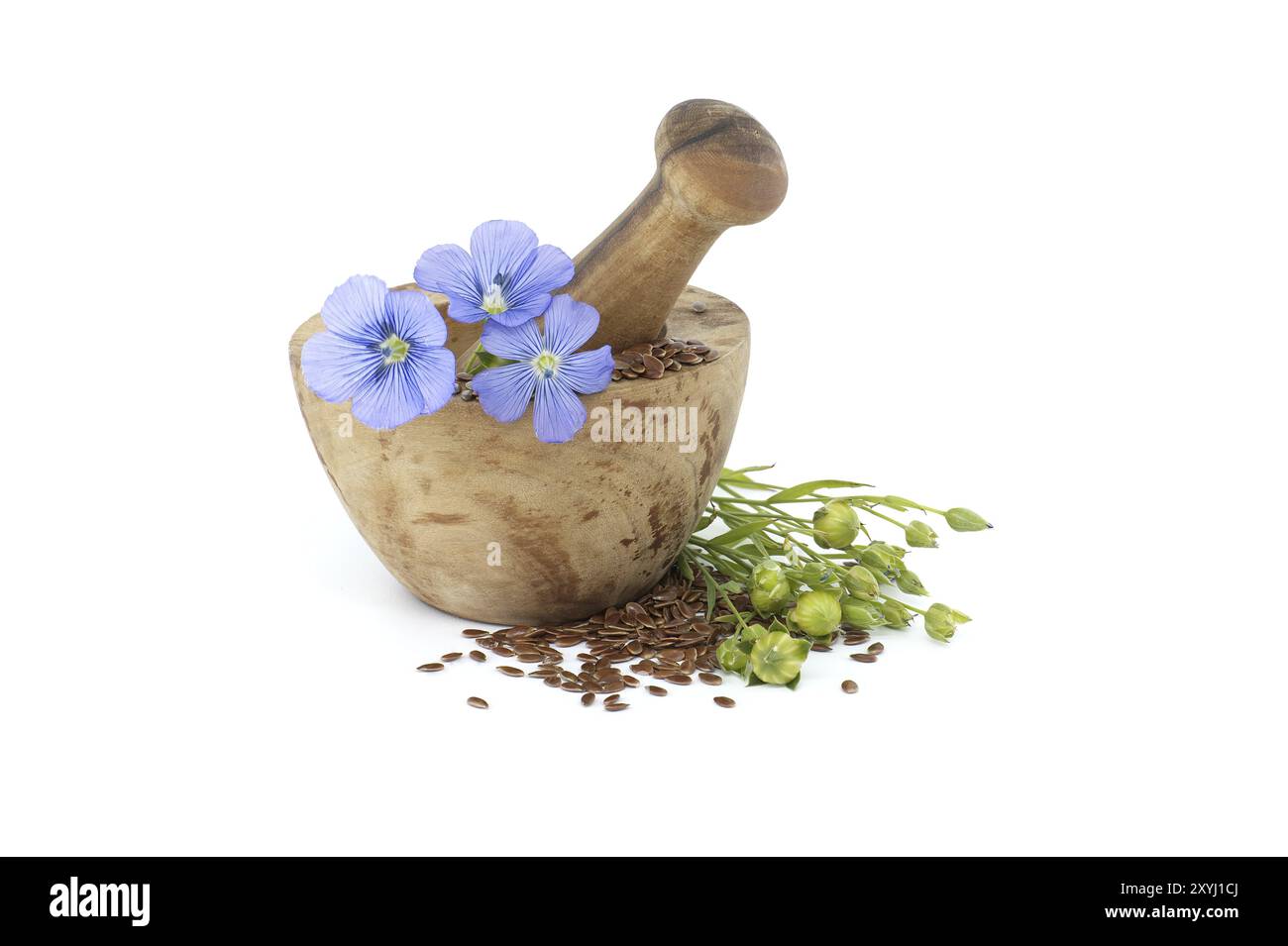 Vibrant blue flax flower is sitting on wooden mortar filled with small brown linseed near flax fruit round capsules isolated on white background Stock Photo