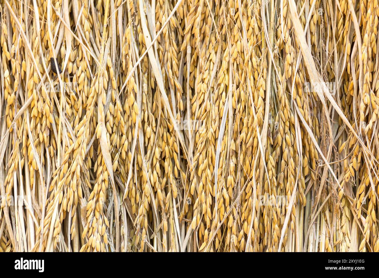 Reaping from seeds hi-res stock photography and images - Alamy