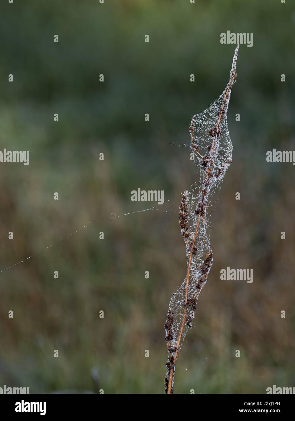 Dewdrops hang in spider hi-res stock photography and images - Alamy