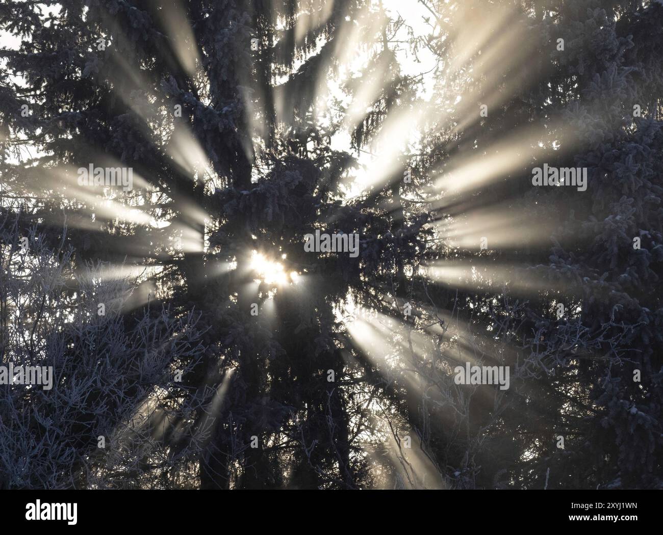 Sunlight shine hi-res stock photography and images - Alamy