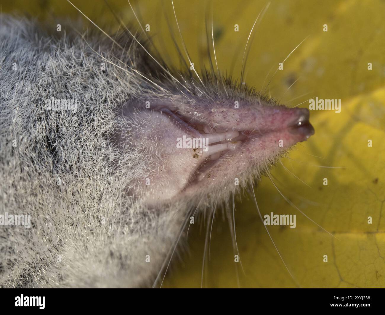 Close-up of a dead house shrew lying on a cherry tree leaf Stock Photo