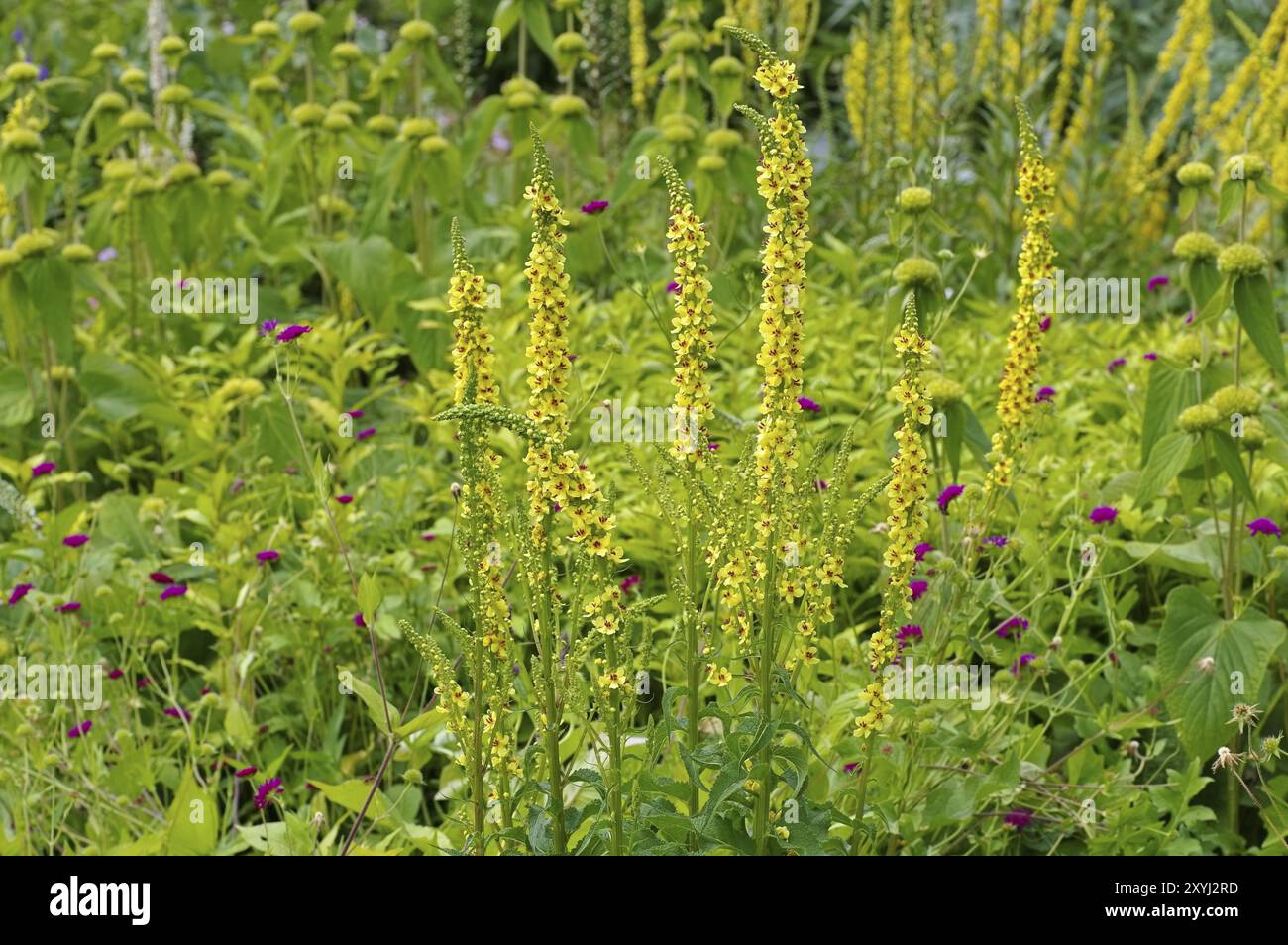 Black mullein plant blooming in yellow, Verbascum nigrum plant is blooming in yellow Stock Photo