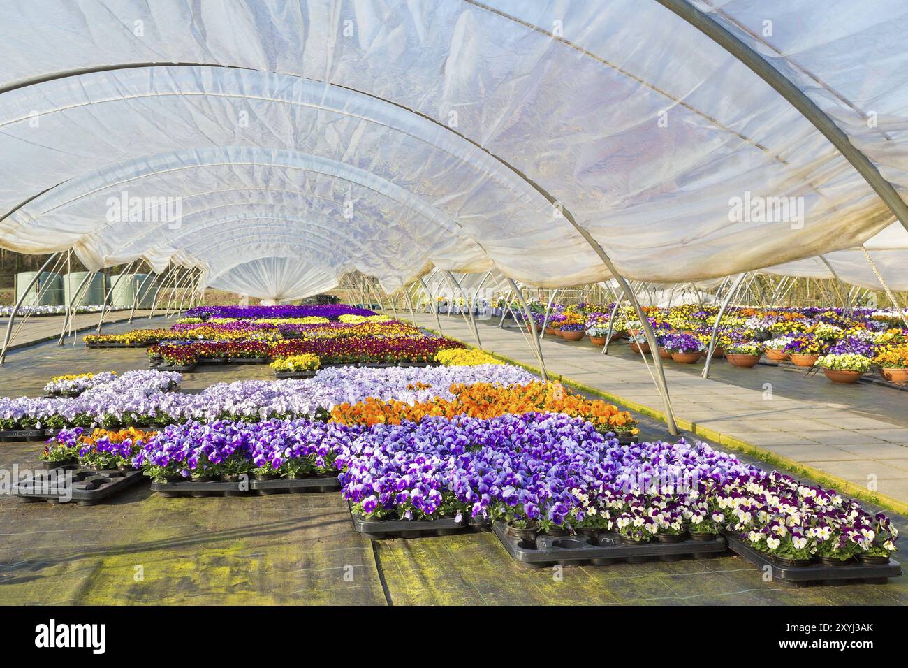Plastic european greenhouse with path and colorful flourishing pansies Stock Photo