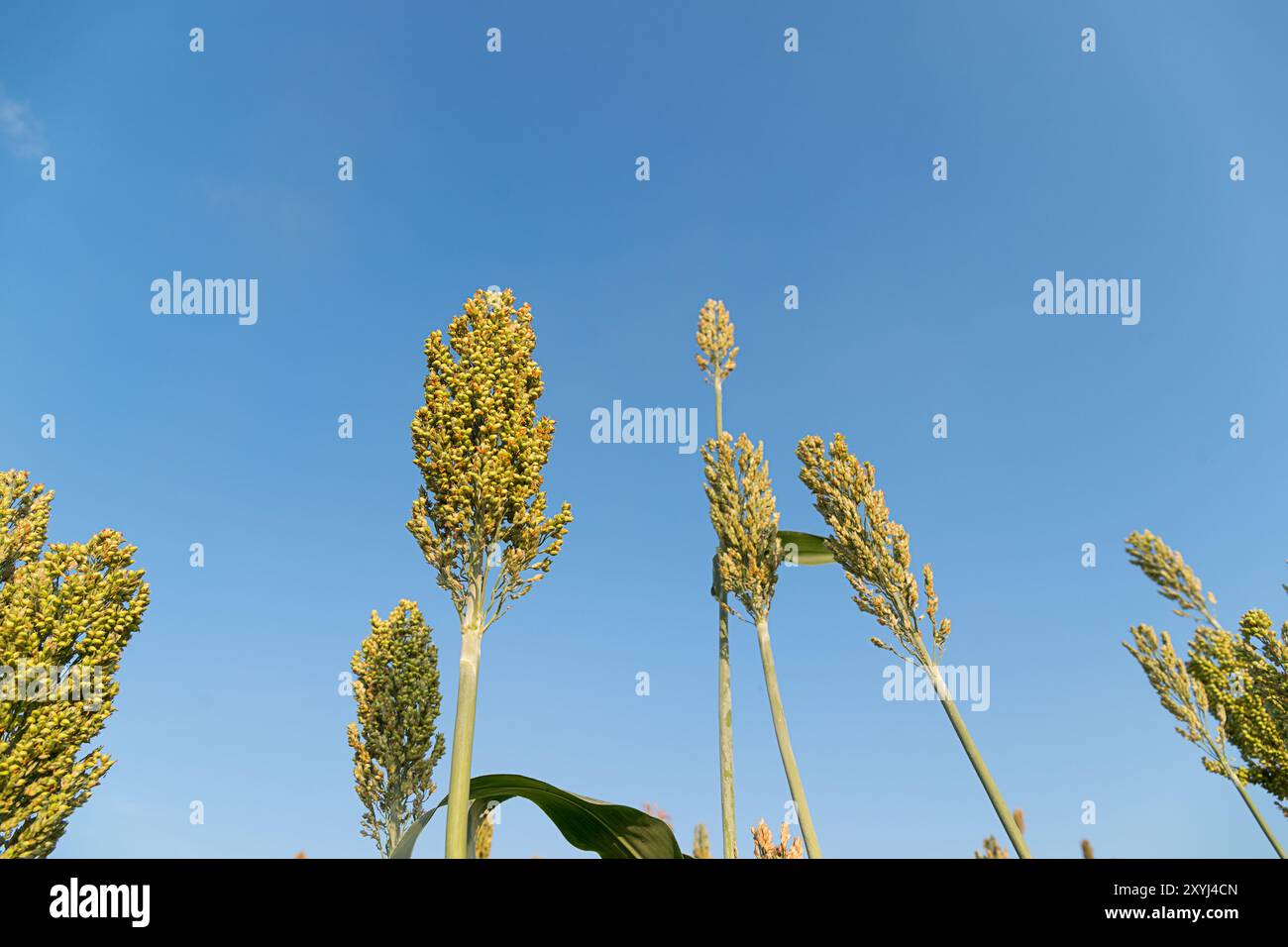 Close up field of Sorghum or Millet an important cereal crop Stock Photo