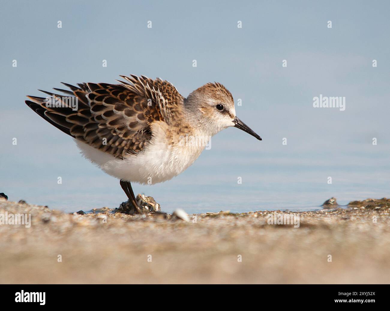 A little stint on the beach Stock Photo - Alamy