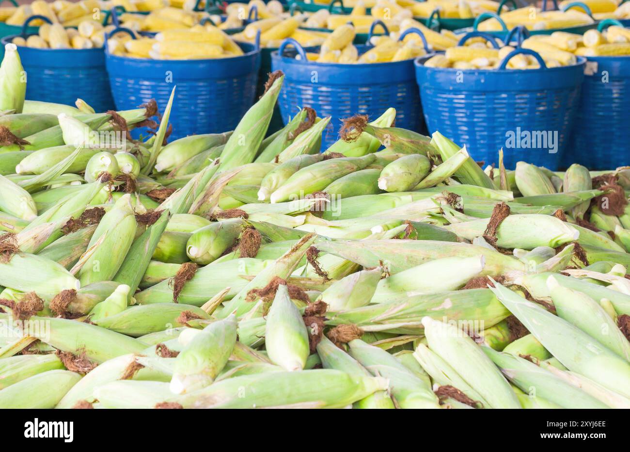 Corn husk stack hi-res stock photography and images - Alamy