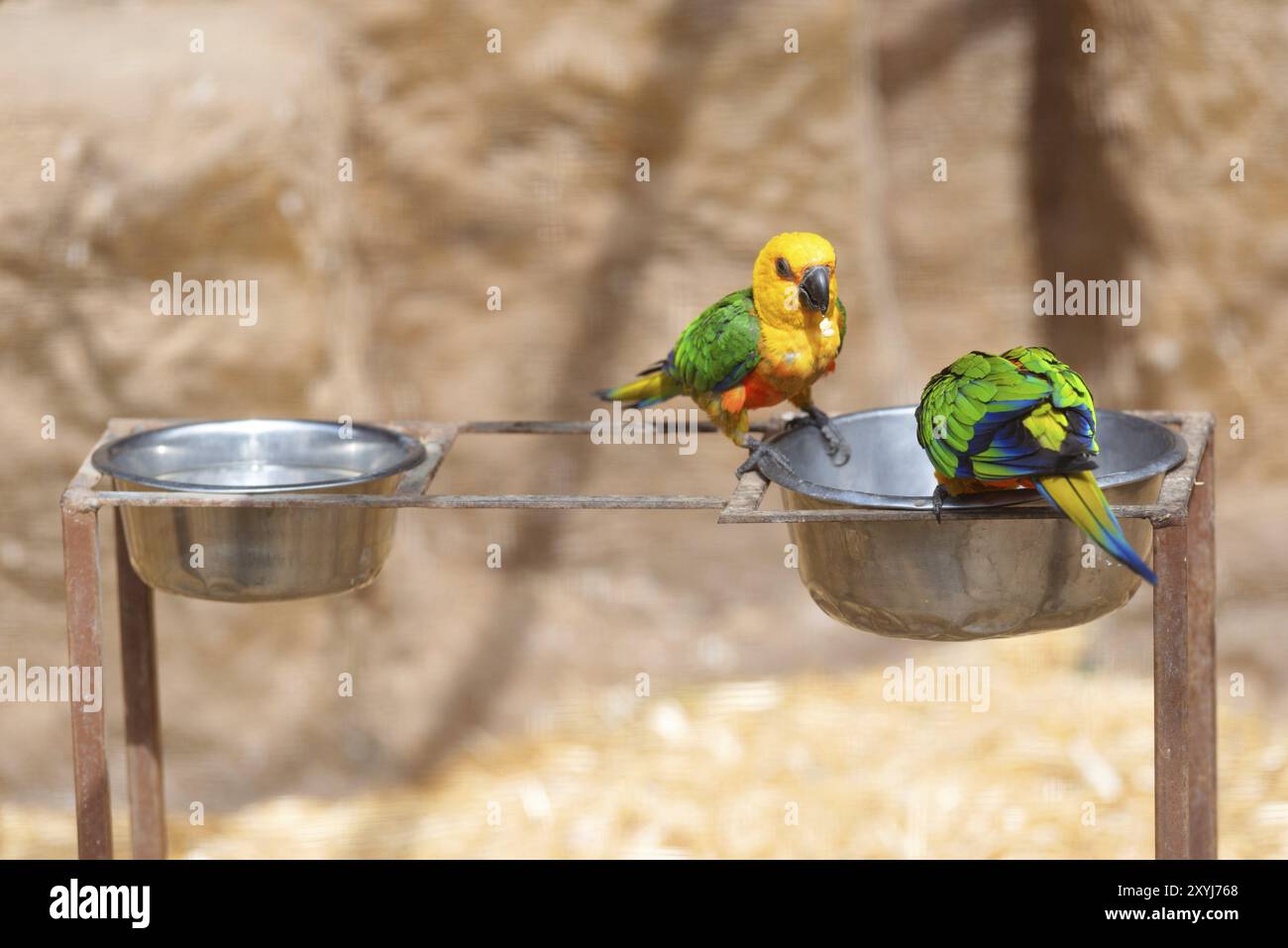 A colorful jenday conure sitting on a tree branch Stock Photo