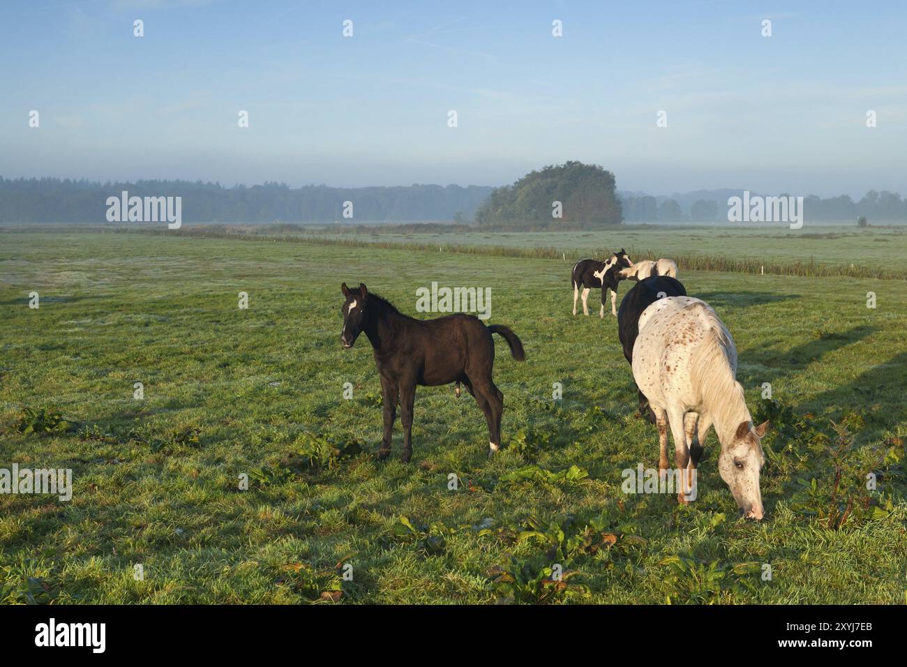 Morning Yard Grazing In Dogs Reference: Grazing Horses Cattle In Hi Res Stock Photography And Images