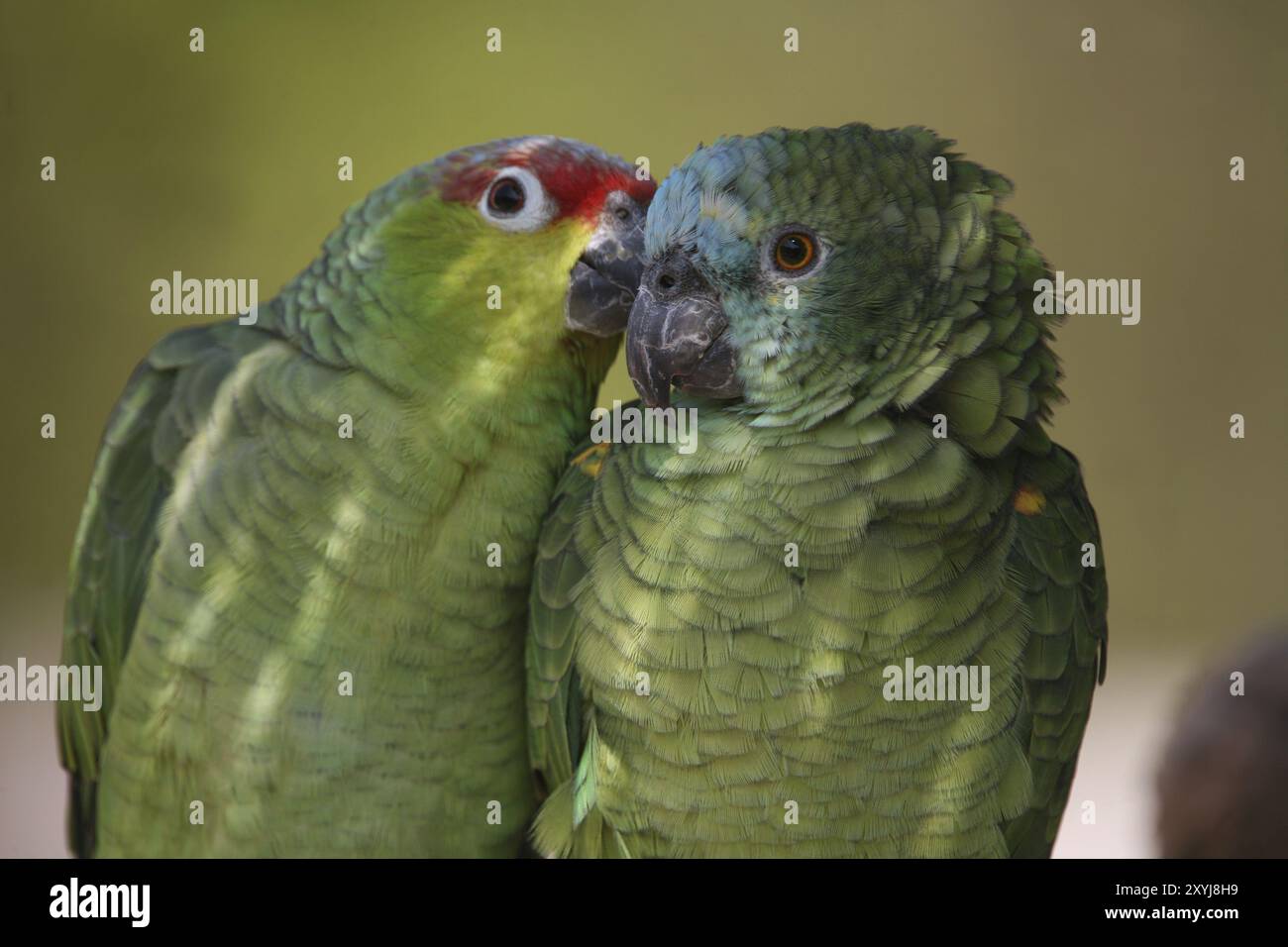 Red lored amazons hi-res stock photography and images - Alamy
