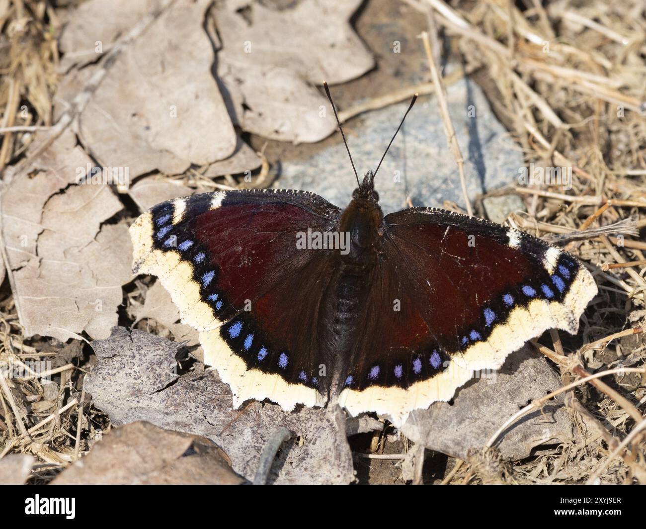 A mourning cloak butterfly sits on old leaves on the ground Stock Photo ...